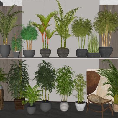 竹子盆栽 绿植盆栽 花盆盆景