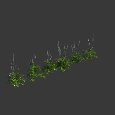 单橞升麻3D模型