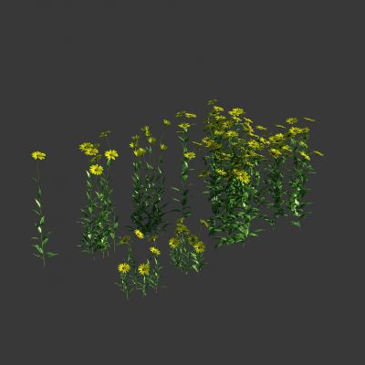 多花向日葵3D模型