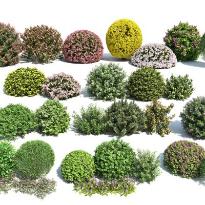 现代花卉灌木组合