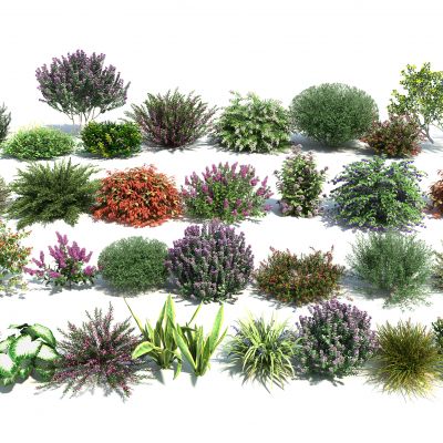 现代花卉灌木组合