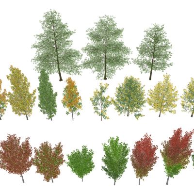 乔木灌木 景观树木 白桦树 植物堆