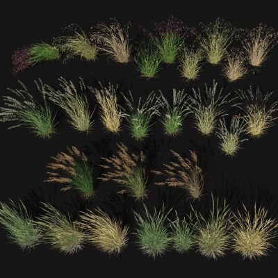 羽毛草芦苇 粉黛乱子草 狗尾巴草 花圃绿植 干草枯草