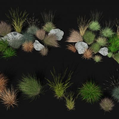 草 狗尾巴草 花圃绿植 干草枯草