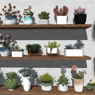 多肉盆栽 绿植盆栽 植物盆景 小盆栽