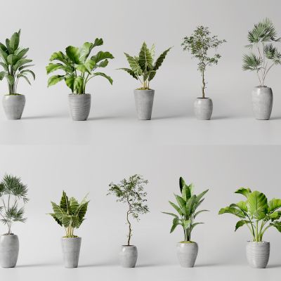 现代花盆现代花盆 绿植 室内植物组合