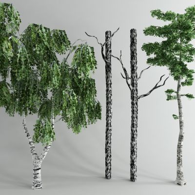现代杨树 树干3D模型