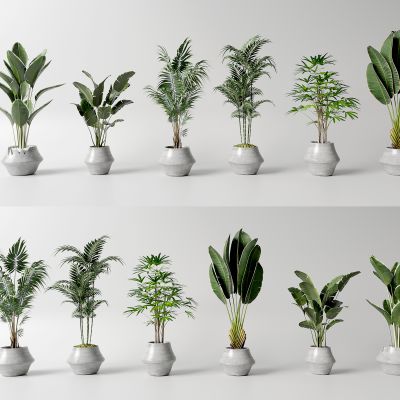 现代花盆 绿植 室内植物组合