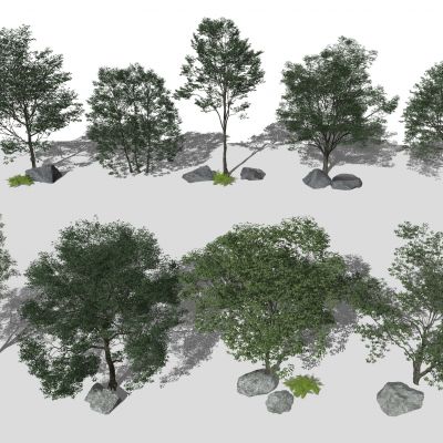 现代树木 景观树 乔木 灌木植物 景观树