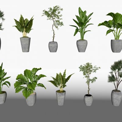 现代花盆 绿植 室内植物组合