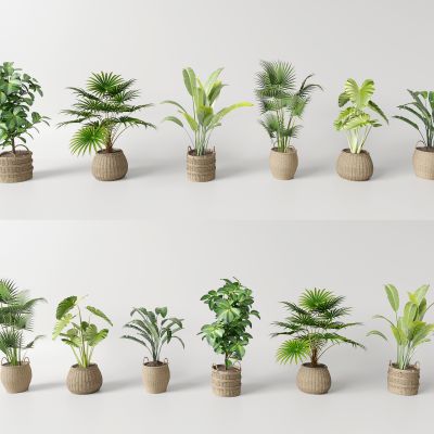 现代编织筐盆栽  绿植 盆栽植物组合