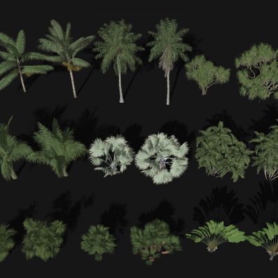 棕榈植物 热带植物 椰子树 棕榈树 散尾葵 散尾葵