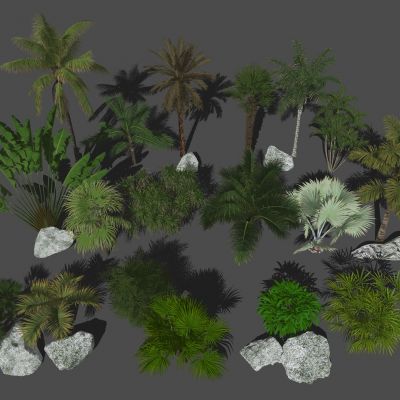 棕榈植物 热带植物 椰子树 棕榈树 散尾葵 散尾葵