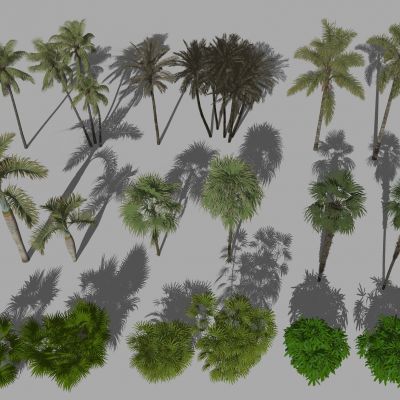 棕榈植物 热带植物 椰子树 棕榈树 散尾葵 散尾葵