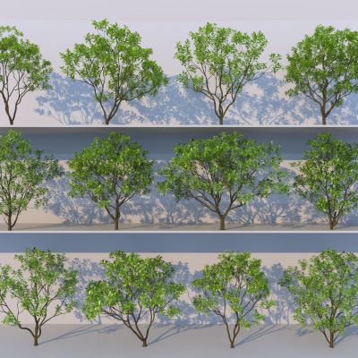 现代树木3D模型