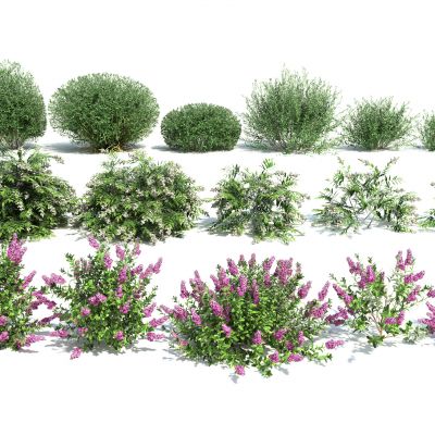 现代花卉灌木组合