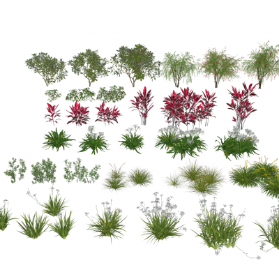 现代花卉灌木植物