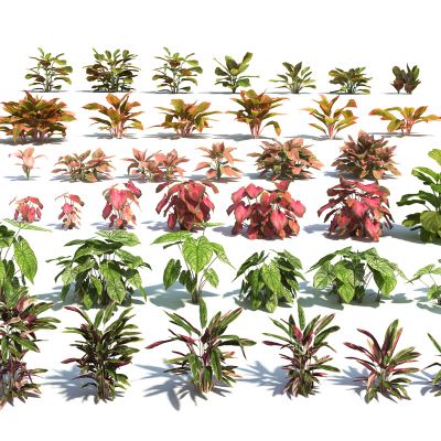 现代花卉灌木组合