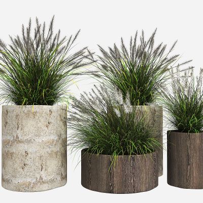 现代狼尾草绿植盆栽