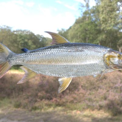 巨型非洲食人鱼虎鱼