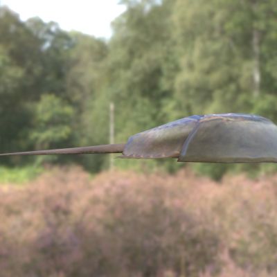 三刺鲎，两公婆，马蹄蟹，鲎鱼，中国鲎，王蟹，六月鲎，爬上灶，夫妻鱼