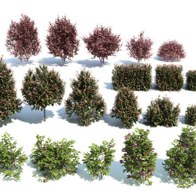 现代花卉灌木组合