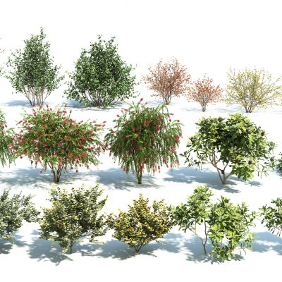 现代乔木灌木组合