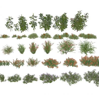 现代花卉灌木组合