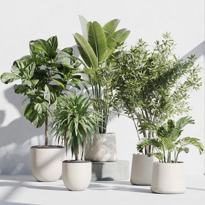 盆栽 盆景 绿植