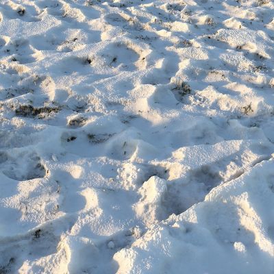 雪下的小草（材料）