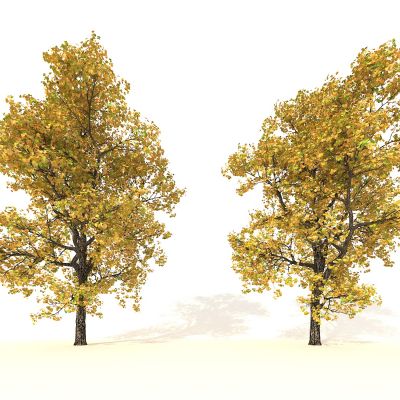 大树 黄树 秋季树