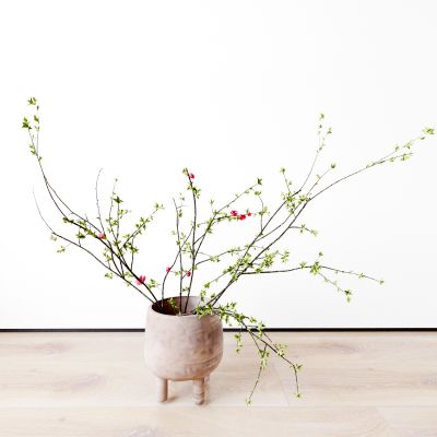 盆栽 盆景 花盆 植物 花瓶  花卉