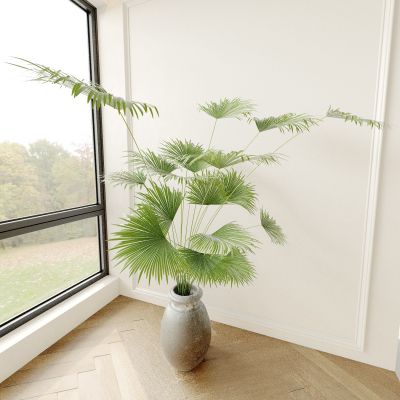 盆景 盆栽 植物 绿植 花盆