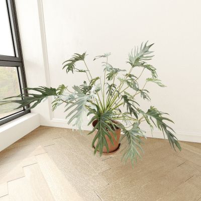 盆栽 花盆 植物 绿植 盆景