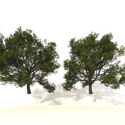 大树 树木 树 植物 绿植