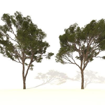 树 大树 植物 绿植