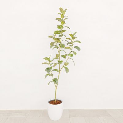 植物 盆栽 花盆 绿植 盆景