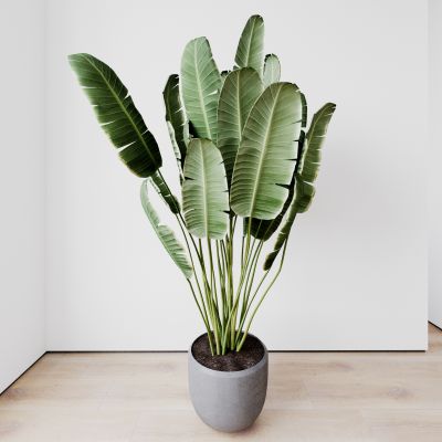 植物 盆栽 花盆 绿植