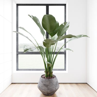 盆景 盆栽 植物 绿植 花盆