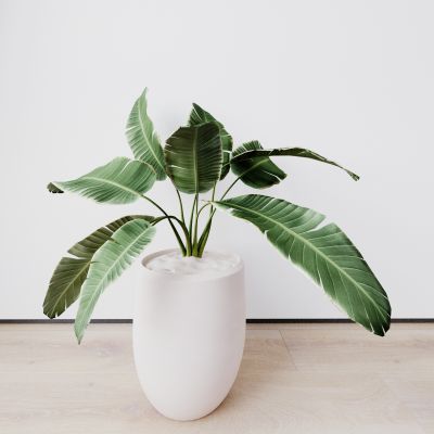 盆景 盆栽 植物 花盆 绿植