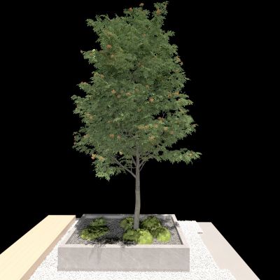 花坛  植物 大树 