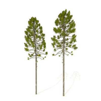 松树 树 大树 植物 绿植