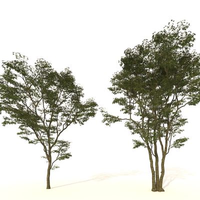 树 大树 植物 绿植