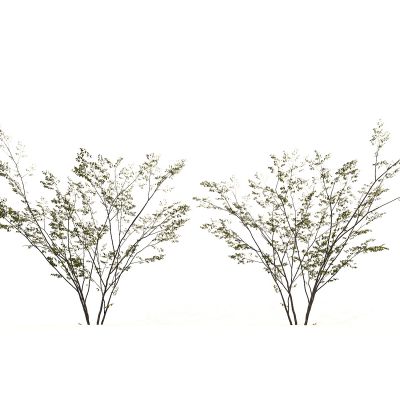 树 小树 植物 绿植