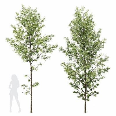 HQ 植物Alnus Glutinosa03