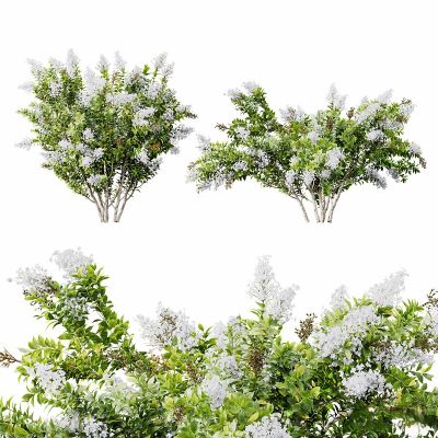 HQ 植物 桃金娘小白花