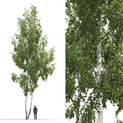 桦木 6 号（14.5 米）