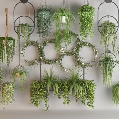现代吊篮爬藤植物组合 