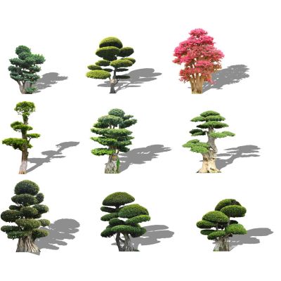 2d景观树景观植物造型树亮晶女贞红花继木桩老树桩造型白蜡