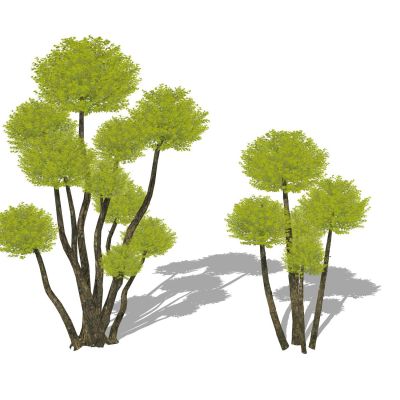 造型亮晶女贞景观植物造型树棒棒糖树